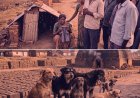 TGHRC Takes Suo-Motu Cognizance of fatal stray dog Attacks Reported in Media
