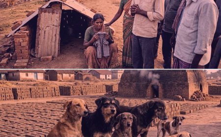 TGHRC Takes Suo-Motu Cognizance of fatal stray dog Attacks Reported in Media