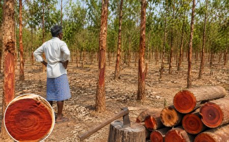 Red Sandalwood Promises Leave Farmer Waiting for Buyer After 11 Years
